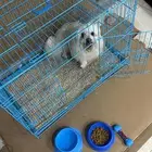 للبيع كلب مالتيز