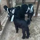 اربعه تويس للبيع