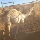 قعود مفرود للبيع الموقع ابوراكه