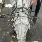 أخصائي جير عادي ودبل و جير اتوماتيك وتأمين قطع