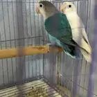 فيشر