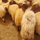 غنم نعيمي بلدي