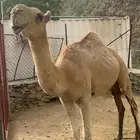 بعير أوضح العمر سنه ونص