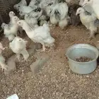 صوص براهما عمر شهرين