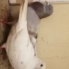 حمام بلدي لبيع عل سوم