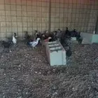 للبيع فروخ دجاج