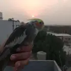 طير كروان طفره هدد داخلي وخارجي شرططط