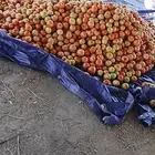 لديناعمال جني طماط وبذروتسليك ليتات وتركيب محميات