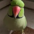 ببغاء الدره للبيع يتكلم بعض الكلمات مثل حبيبي