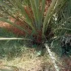 نخل القصيم سكري صقعي ونانه خضري برحي لبانه صفاوي عنبرا روثان