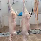 خروفين طازجه 720  الواحد