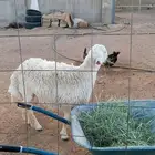 بيع طلي حري جذع