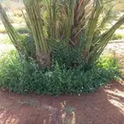 يوجد الدنيا جميع أنواع النخيل