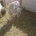 نعجه والد رباع معها واحد رخل رجلها اليسار عرجا مجبوره قبل