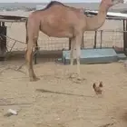 بكره عمرها سنين سمينه