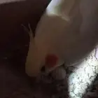 السلام عليكم للبيع أنثى كروان لاتينو ((بايضه بدون ذكر )) ا