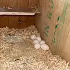 انثى كروان ابيض مبيضه ( 350 ريال )