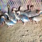 للبيع صوص حجل فاخر عدد 20 حبة صحة ممتازة نشيطين ووزنهم مم