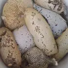عسل بري جبلي ممتاز درجه اولى عسل حر