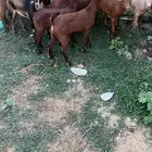 تيوس دهم كله ذكور(تم البيع)