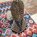 باشق للبيع مدرب على السوم