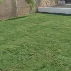 ثيل طبيعي درجة اولى فرنسي