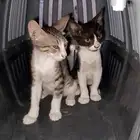 قطط بلدي للبيع