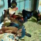 للبيع دجاج بياض نظيف ومضمون العدد 22 20 دجاجة بيّاضة إنتا