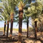 يوجد لدينا توريد جميع انواع نخيل