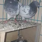 حمام هنود طيار