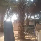 مطلوب نخل للبيع جميع الأنواع ال مقاس 4متر