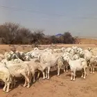 غنم للبيع حريه حرش