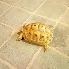 سلحفاه للبيع