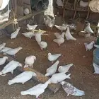 حمام فرنسي ابيض