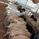 بربري برابر صومالية مرابي جدعان وتنيان