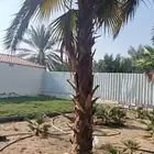 ابوياسين لبيع جميع انواع النخيل البلدي والواشنطن