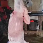 حري