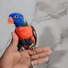 لوري للبيع اليف