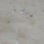 حمام قطيفي