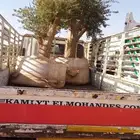 أشجار زيتون