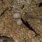 زوج كنيور بيرلي معه بيض((تم البيع))