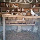 حمام فرنسي حجم جنبو