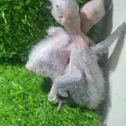 فروخ كاسكو فاخرة من اهل كنقو فواتح