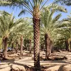 نخيل_مثمر_بجميع_انواعه_ومقاسته_المختلفه