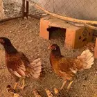 دجاج باكستاني مفرخ للبيع