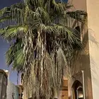 للبيع نخلتين واشنطنيا