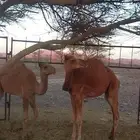 حشو قعدان على البرسيم وشعير فقط حليب شرط نضيفه