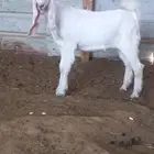 تيس ثني يقرع للبيع سليم على جميع الشروط السوم ماسيم