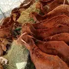 لا تفوتك عروض السواكن المرابي