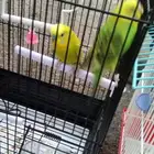 عصفور بادج